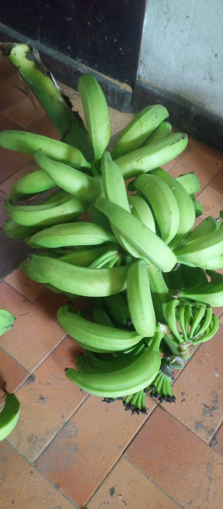 Banana or Plantain? The Great Family Debate Over This "Adamma" Species! 🍌🤔