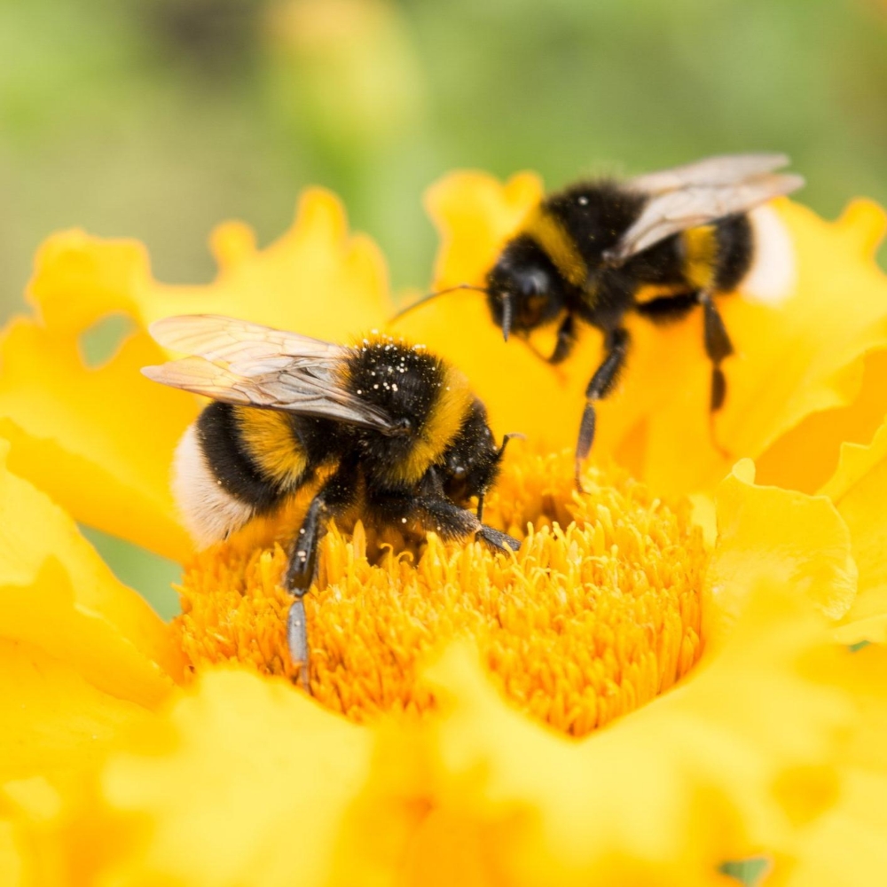 Sweet Science: How Do Bees Actually Make Honey?