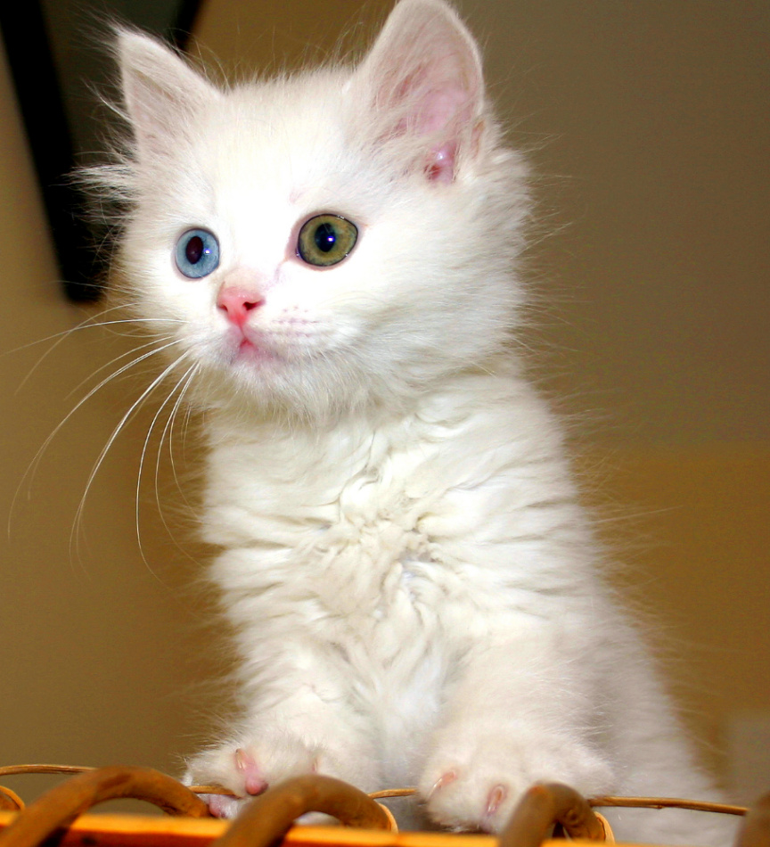 Turkish store van kedisi