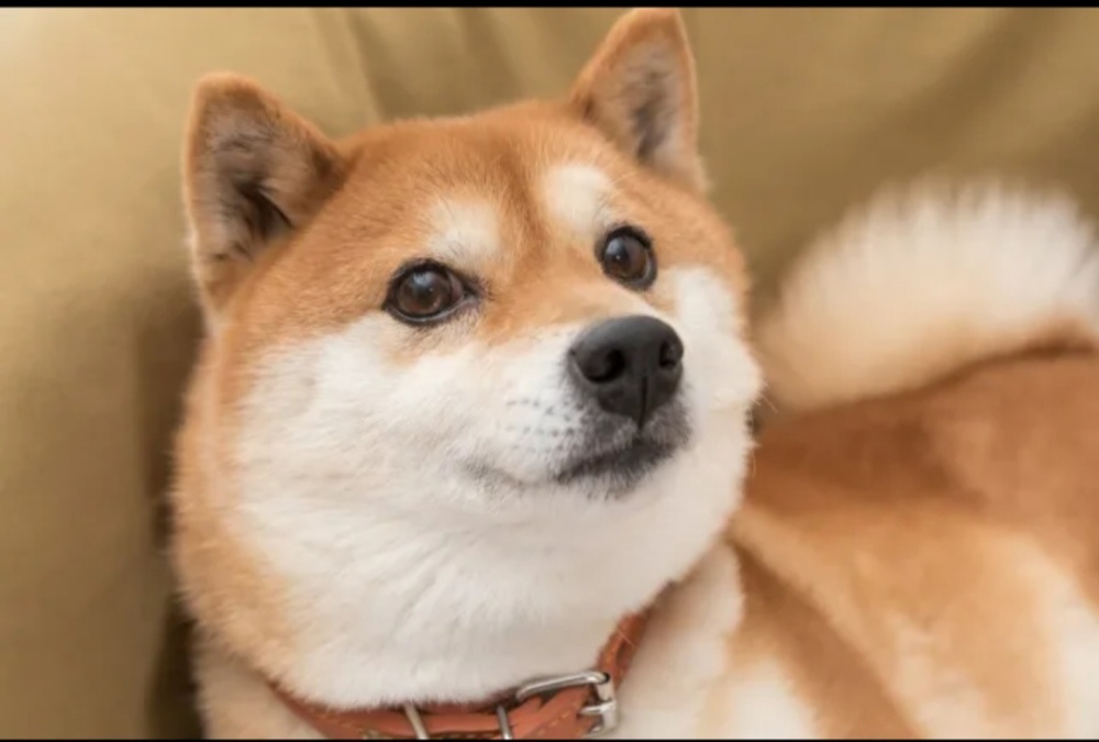 Will Shiba Inu Ride the Crypto Bull Run and Reach $1 in 2024?