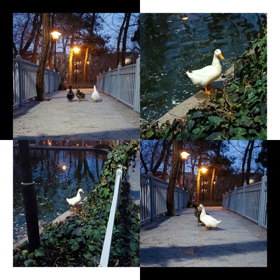 🦆 Ducks at the Park