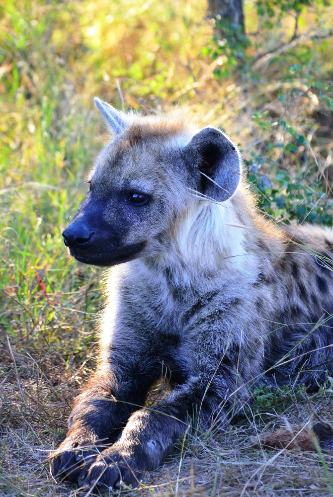 How Spotted Hyenas Are Smarter Than Primates