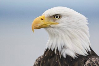 Soaring Symbols: Unveiling the Lives of Eagles, Masters of the Sky