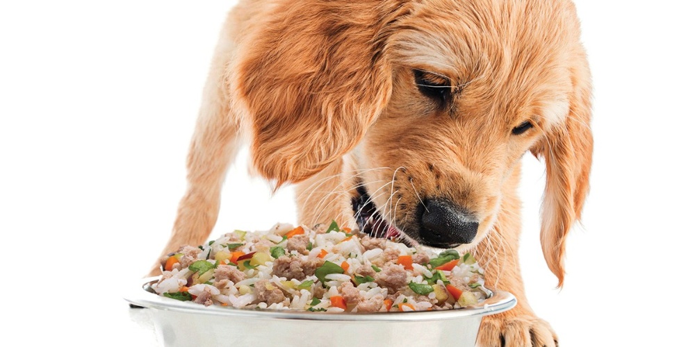 Homemade Dog Food Recipe