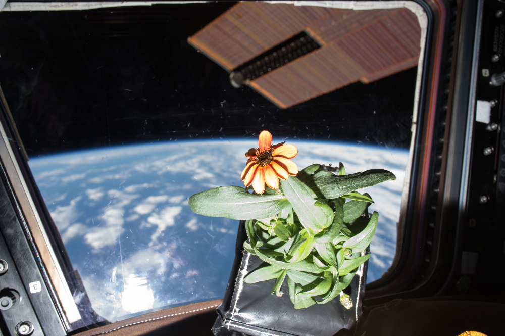 Cultivating Life Beyond Earth: Growing Trees in Space