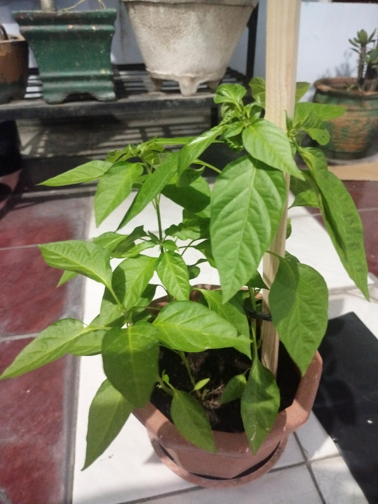 Memindahkan Bibit Cabai - Transplanting Chili Seedlings
