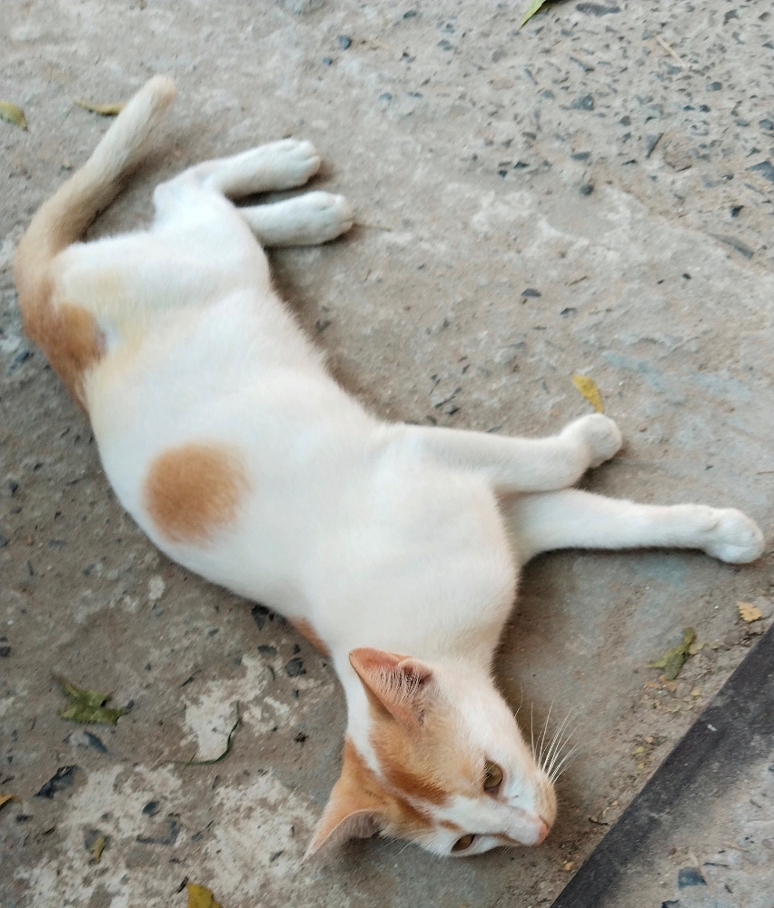 The Art of Doing Nothing: My Lazy Village Cat