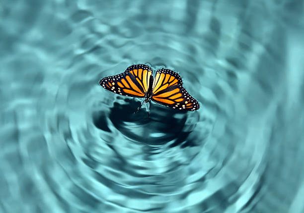 Enchanting Elegance: Exploring the World's Most Beautiful Butterflies
