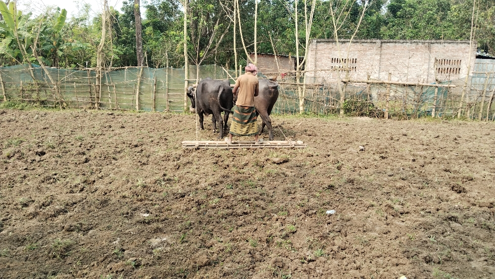 The Scent of Soil and the Price of Sweat: The Story of Cultivating Our Land