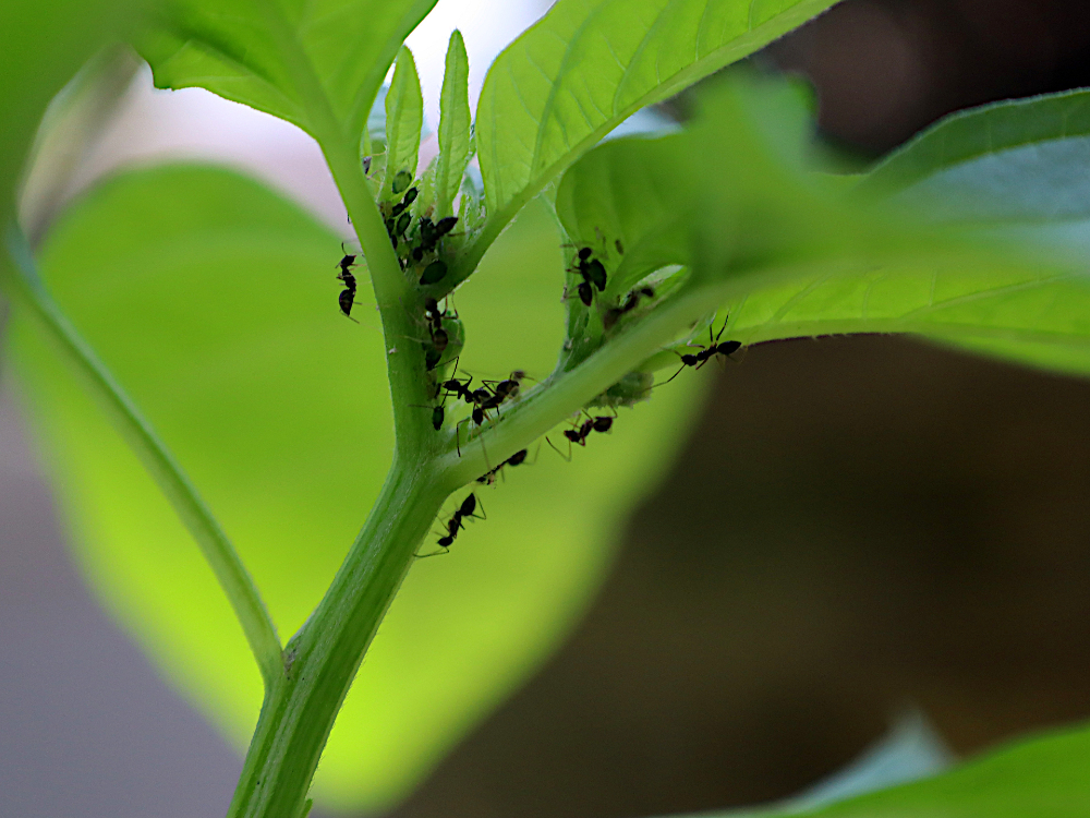 Belajar Menanam Cabai dan Kangkung Untuk Pertama Kalinya - Learning to Grow Chilies and Water Spinac