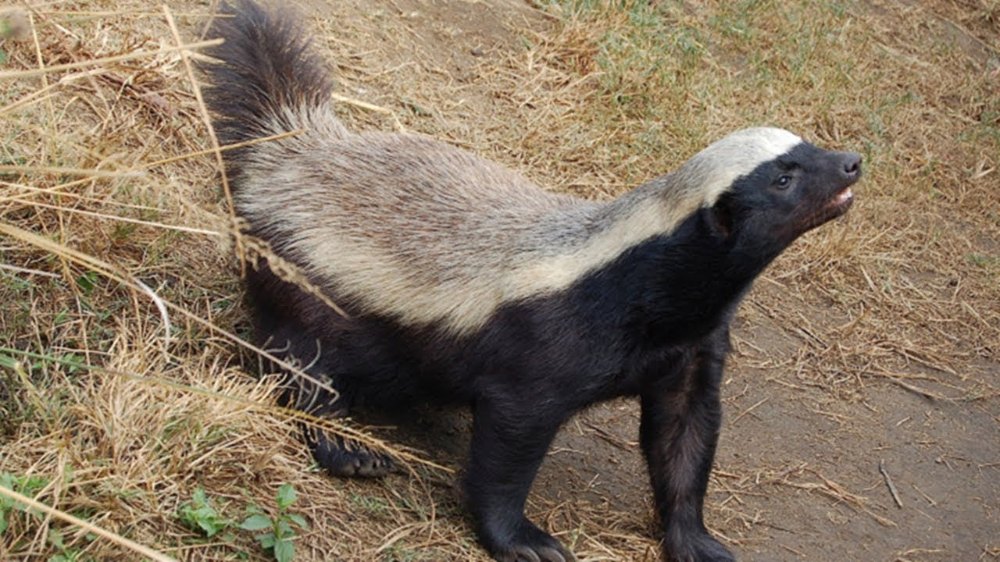 Facts About the Honey Badger, Who Kicked It Out of the Door, Entered Through the Chim