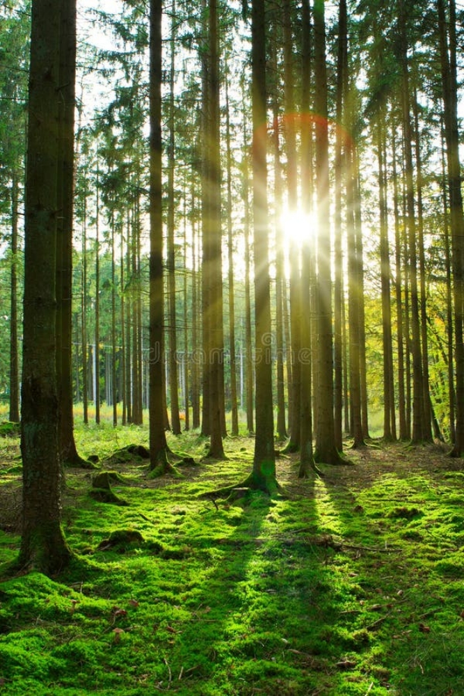 The Wood Wide Web: How Trees Secretly Talk to Each Other Underground