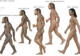 İnsanın Evrimi: Zamanın Derinliklerinden Günümüze Yolculuk