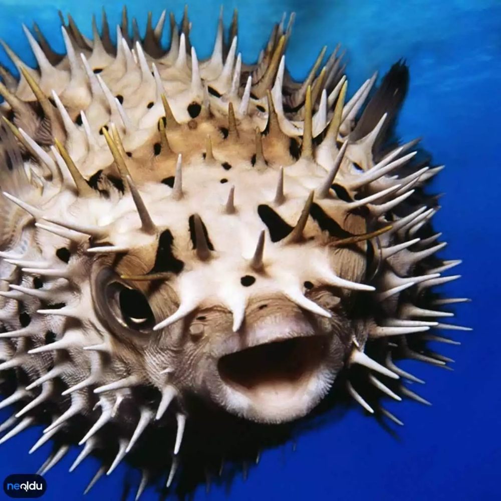 Okyanuslarda Yaşayan Dünyanın En Tehlikeli 5 Balığı