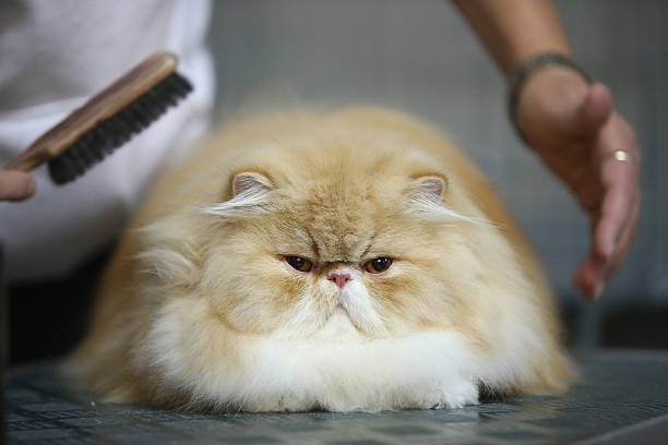 The Top 10 Most Beautiful Cat Breeds