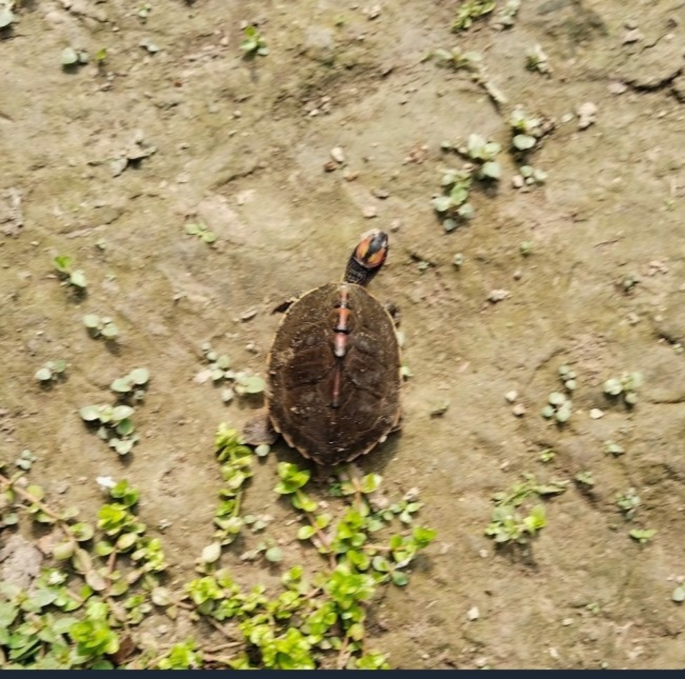 My First Encounter with an Animal: The Story of a Little Turtle