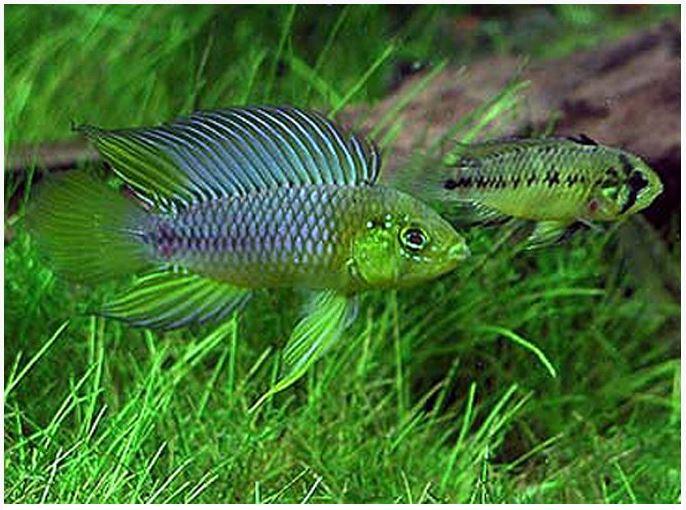 Dwarf hot sale cichlids care